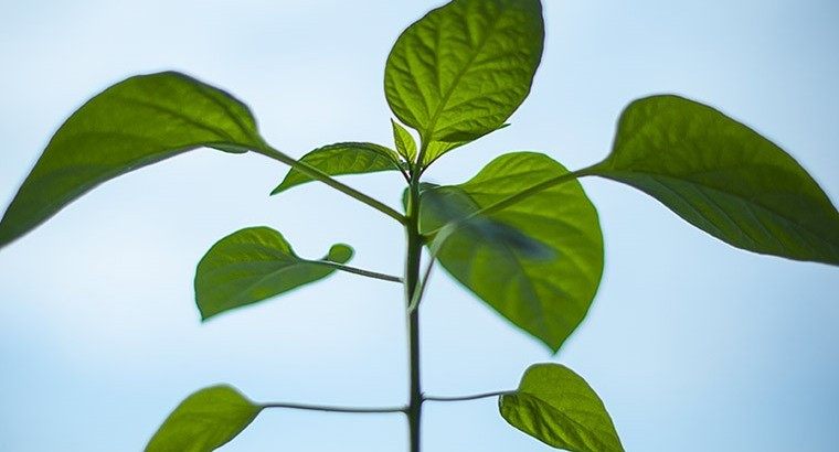 Green plant | Smarter Travel Ltd